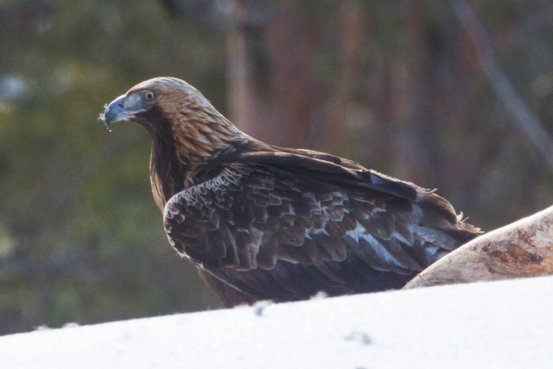 Орел и лошадь фото