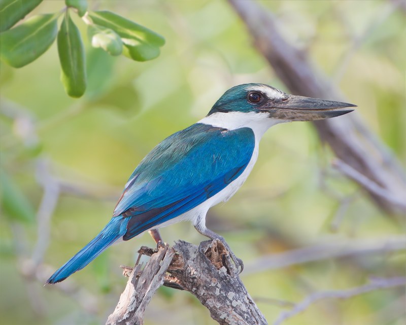 Todiramphus Chloris