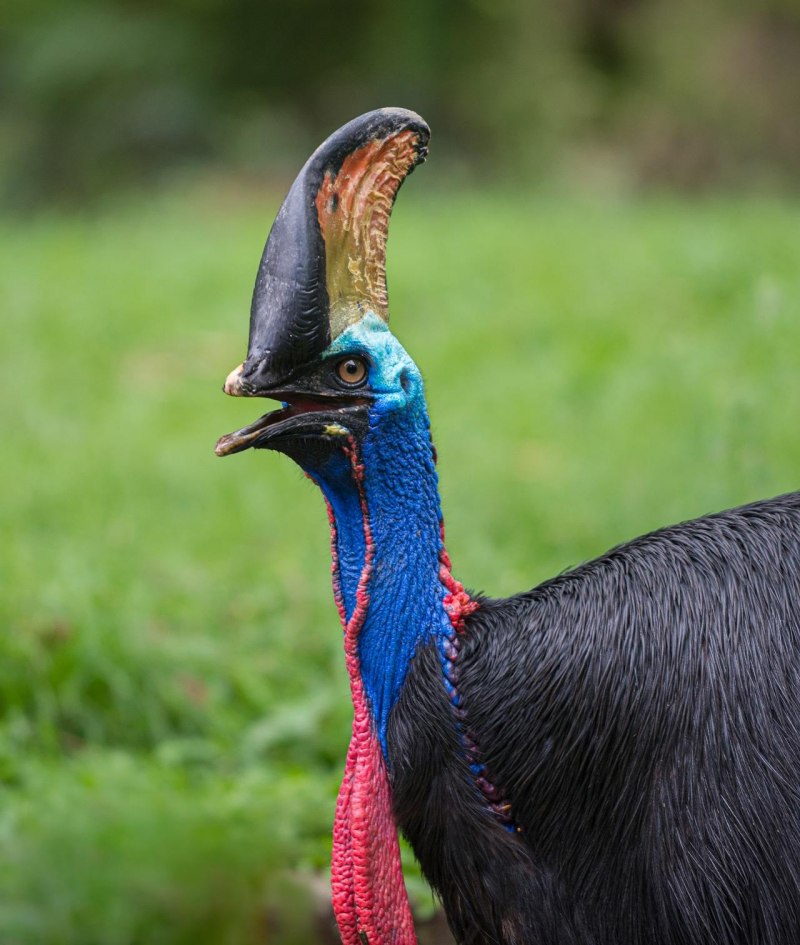 Шлемоносный казуар (casuarius casuarius);