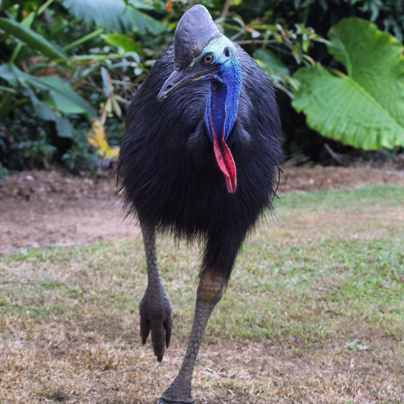 Casuarius casuarius