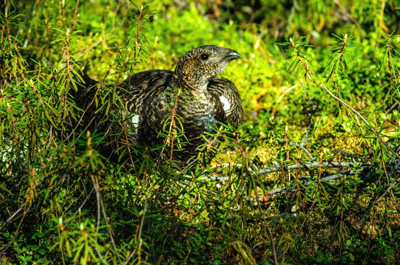 Глухарь (Tetrao urogallus)