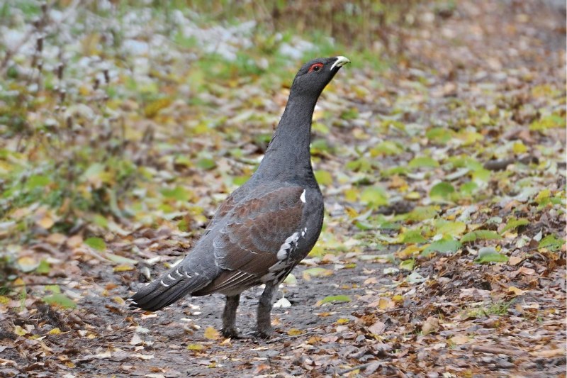Глухарь птица самка