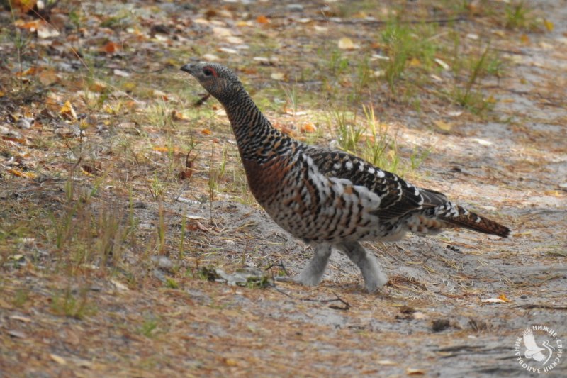 Tetrao urogallus