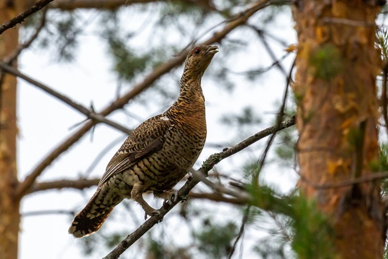 Глухарь (Tetrao urogallus)