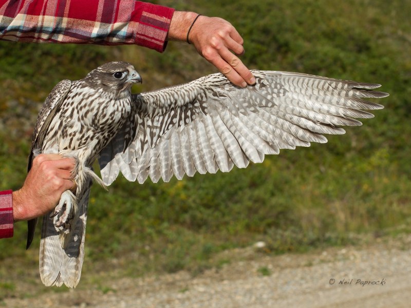 Хищные птицы Birds of Prey