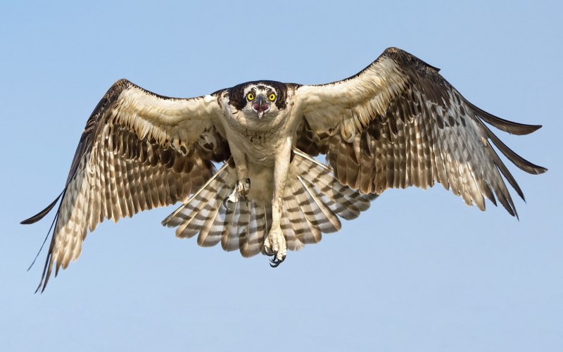 Eurasian Eagle Owl