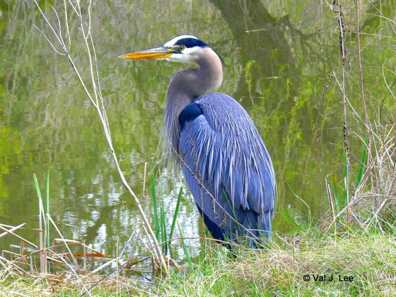 Great Blue Heron птица