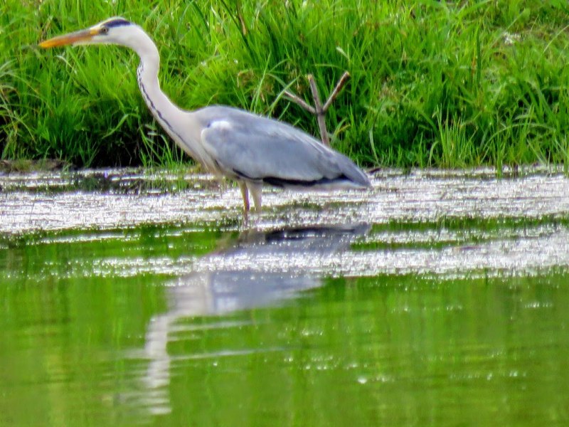 Egretta caerulea