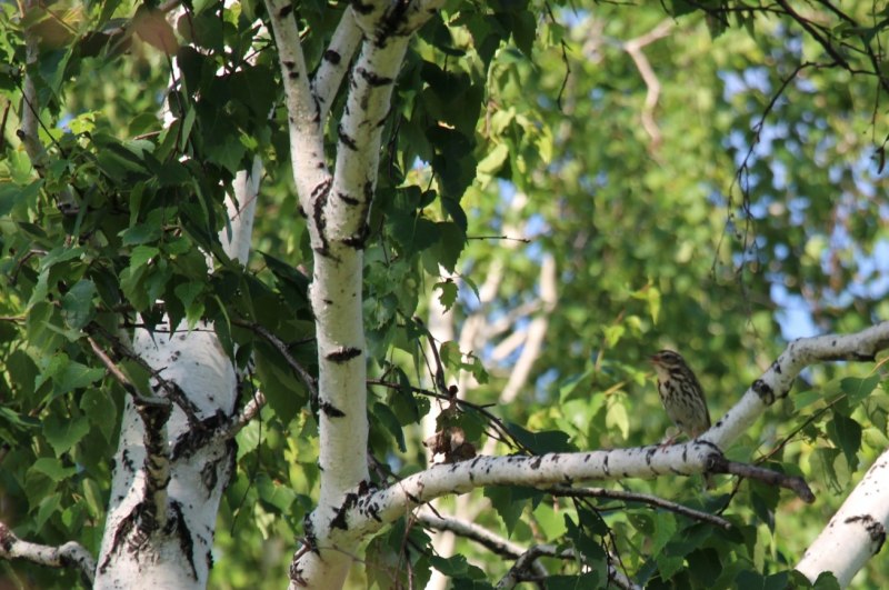 Пеночка-весничка Phylloscopus trochilus