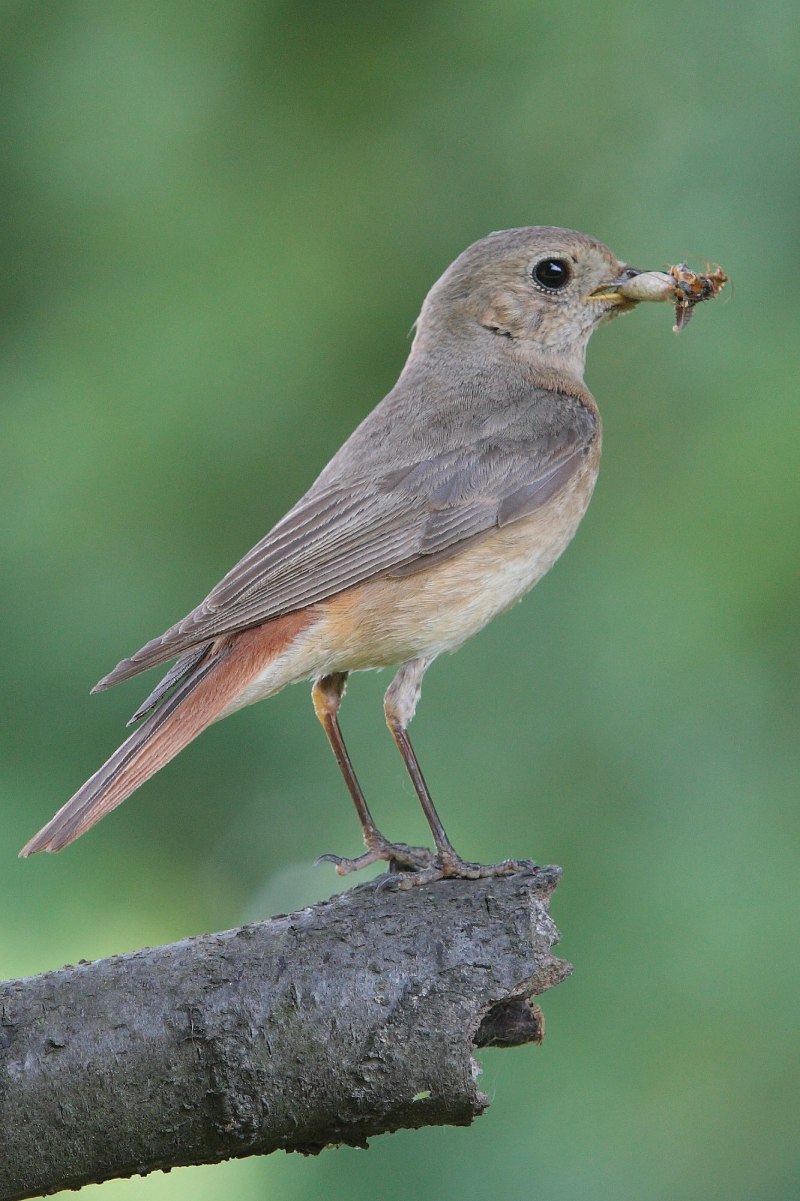 Обыкновенная горихвостка (Phoenicurus Phoenicurus)