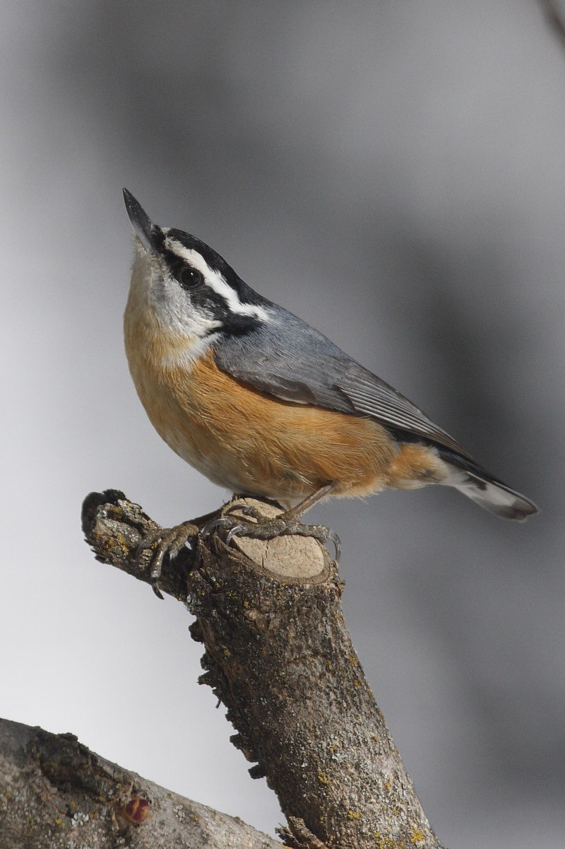 Red-breasted Nuthatch