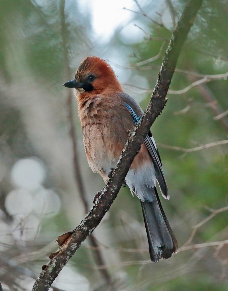 Сойка garrulus glandarius
