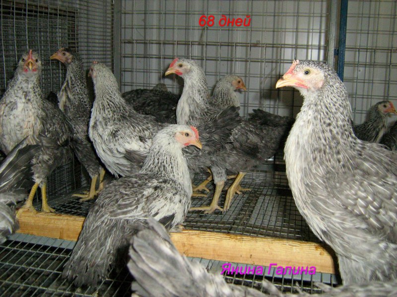 Куры породы микс