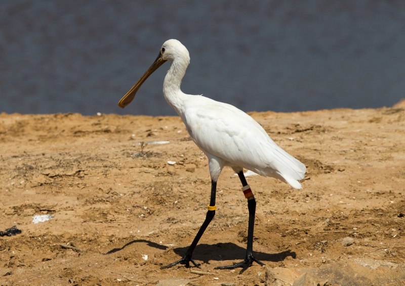 Колпица (Platalea leucorodia)