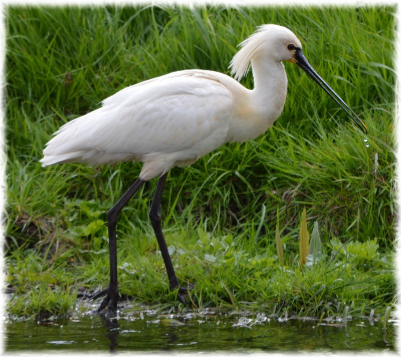 Platalea leucorodia