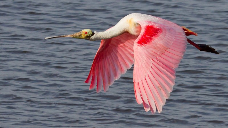 Roseate Spoonbill Bird
