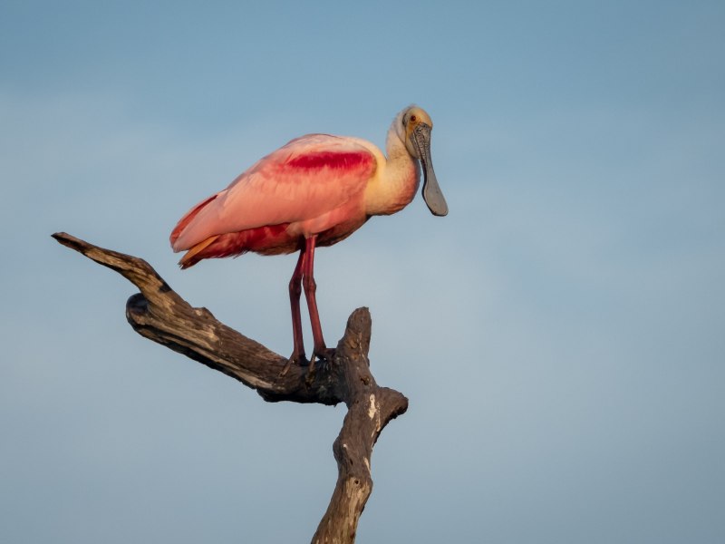 Roseate Spoonbill птица