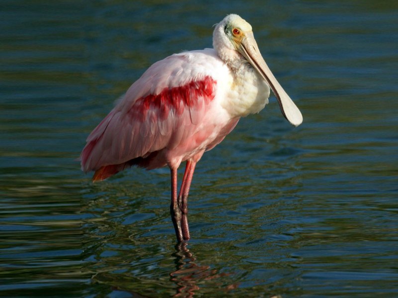 Roseate Spoonbill птица