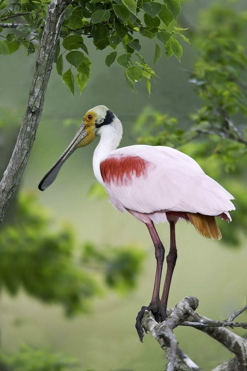 Roseate Spoonbill птица