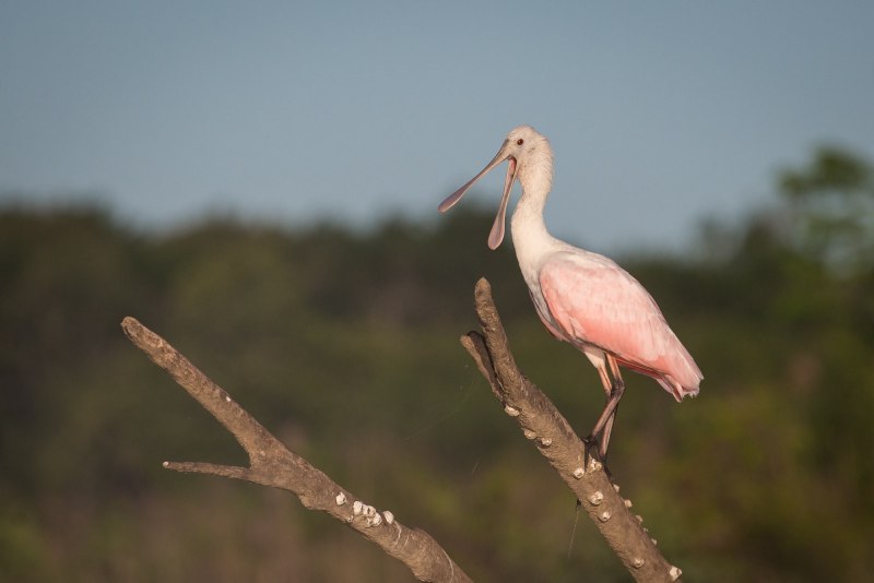 Розовая колпица Roseate Spoonbill