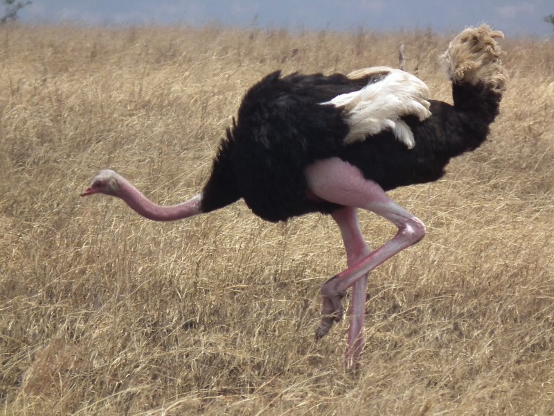Struthio Camelus massaicus