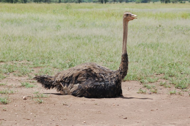 Struthio Camelus яйцо