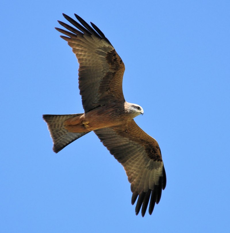 Kite Bird