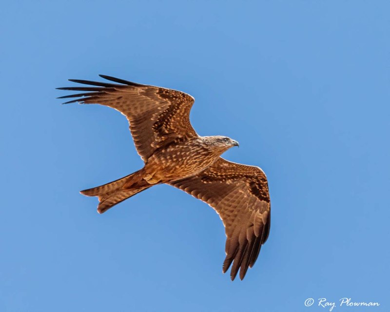 National Geographic Society Milvus Migrans