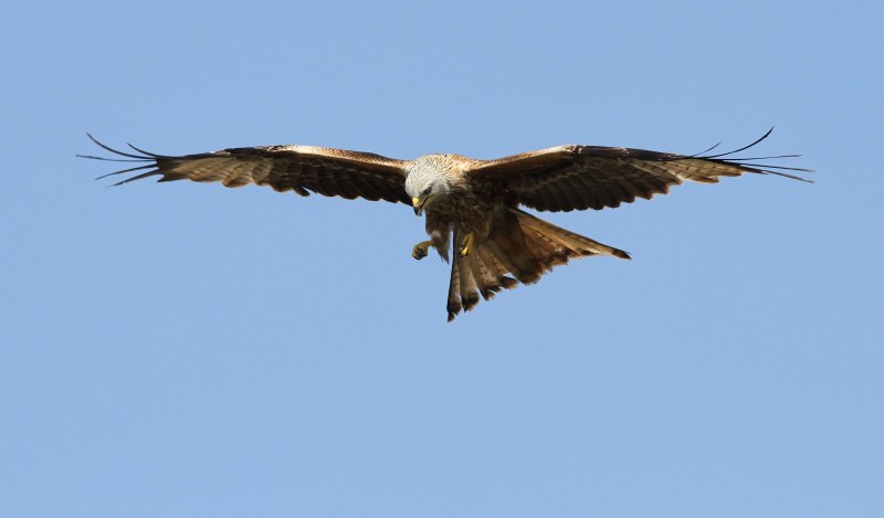 Red Kite vs Raven