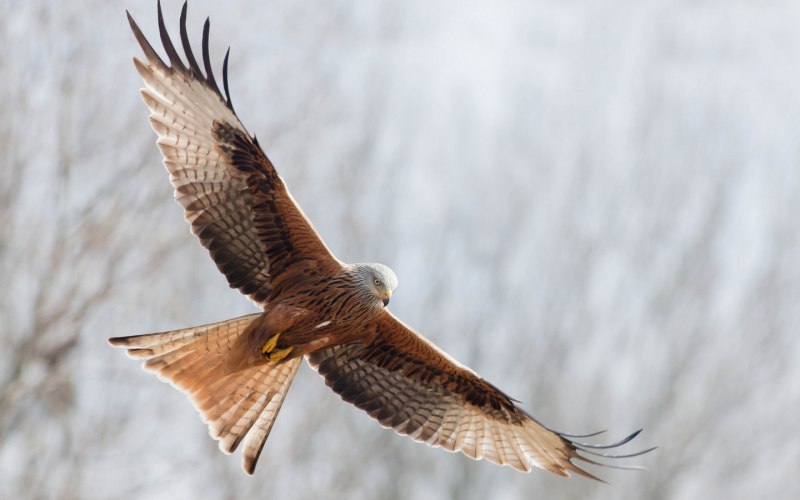Red Kite