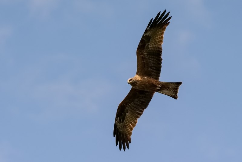 Черный Коршун Milvus Migrans