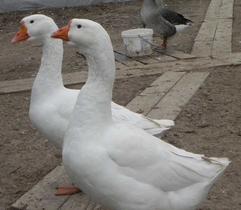 Симметрия животного гуся