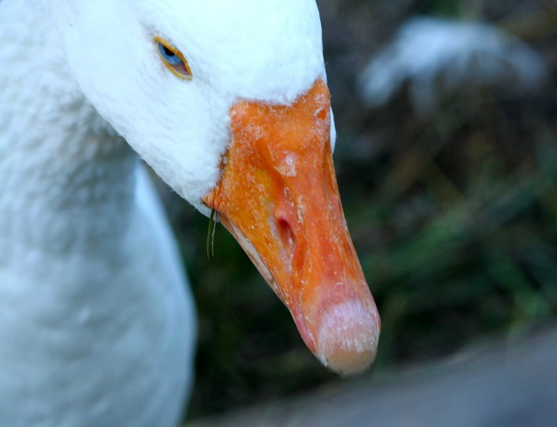 Choose Goose