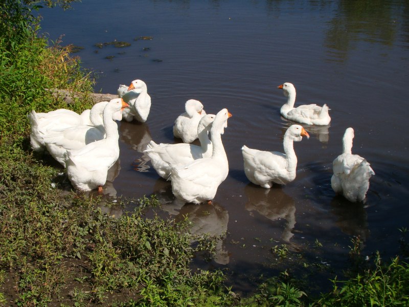 Bar-headed Goose