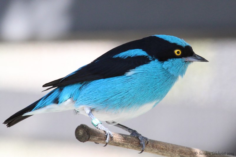 Black-faced Dacnis