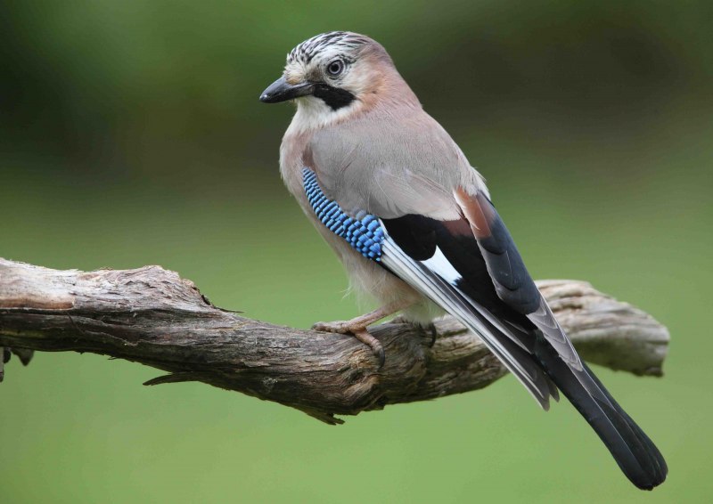 Garrulus glandarius