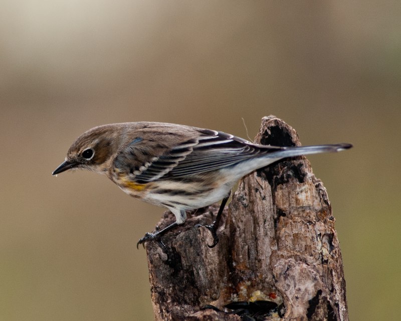 Птица Yellow Rumped Warbler