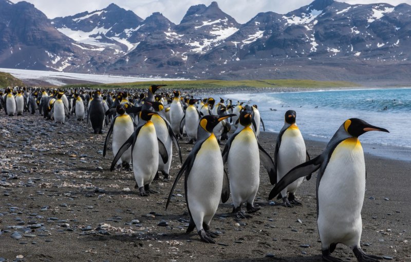 Пингвины в антарктиде (42 фото)