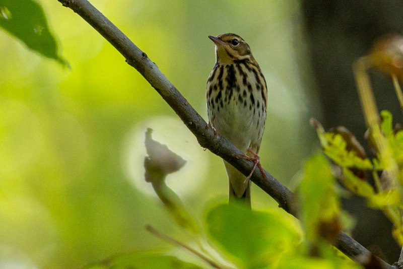 Птица Yellow Rumped Warbler