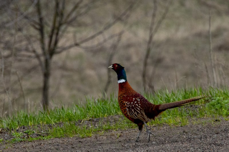 The common Pheasant (Phasianus colchicus)