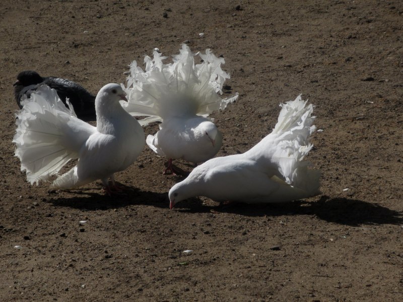 Carrier Pigeon