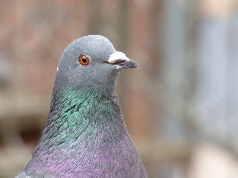 All City Pigeon