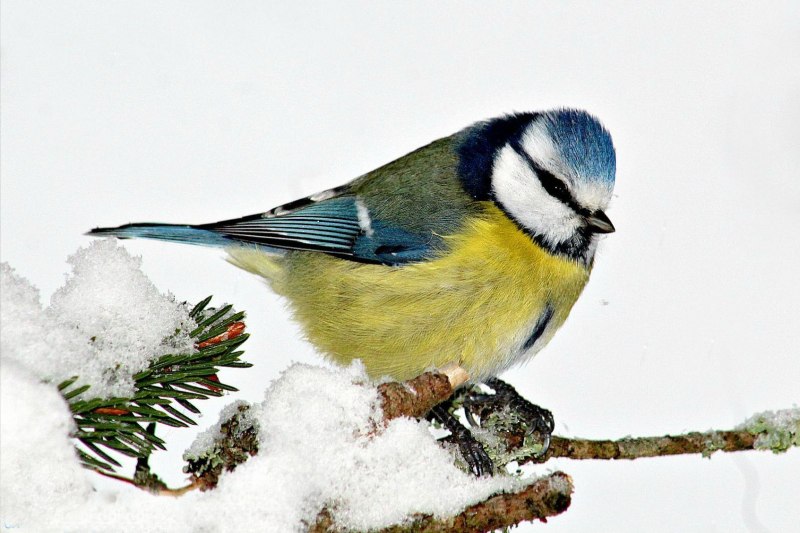 Лазоревка (cyanistes caeruleus)