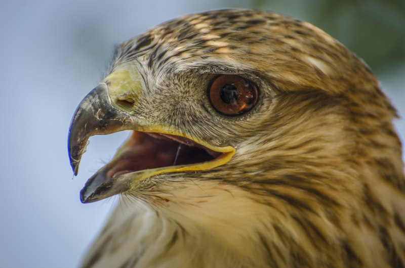 Ястреб - тетеревятник (Accipiter gentilis)