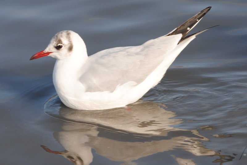 European Herring Gull
