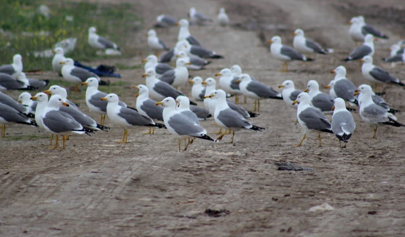 Larus armenicus
