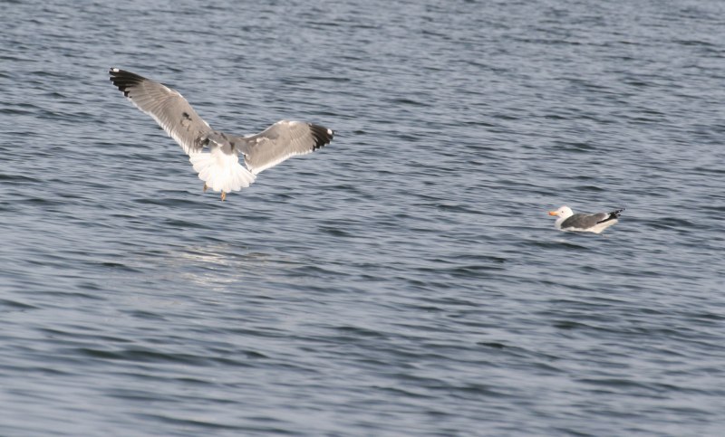 Gaviota _2525