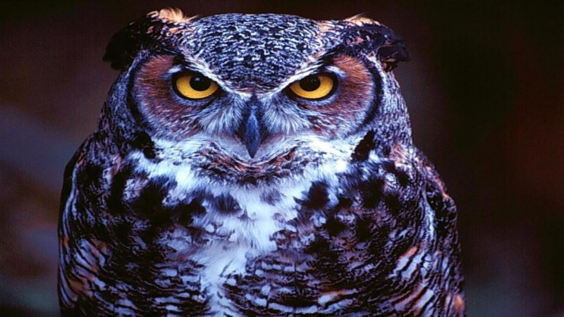 Unexpected Owl