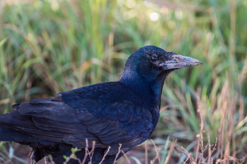 Домовая ворона Corvus splendens