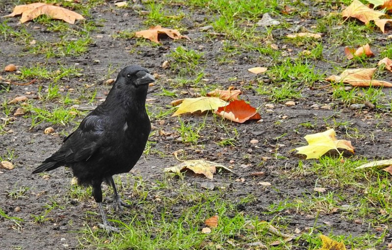 Семейство врановые - Corvidae